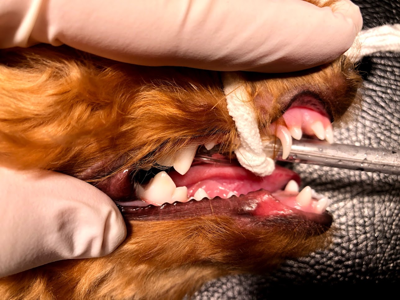 広島 犬 避妊 乳歯遺残