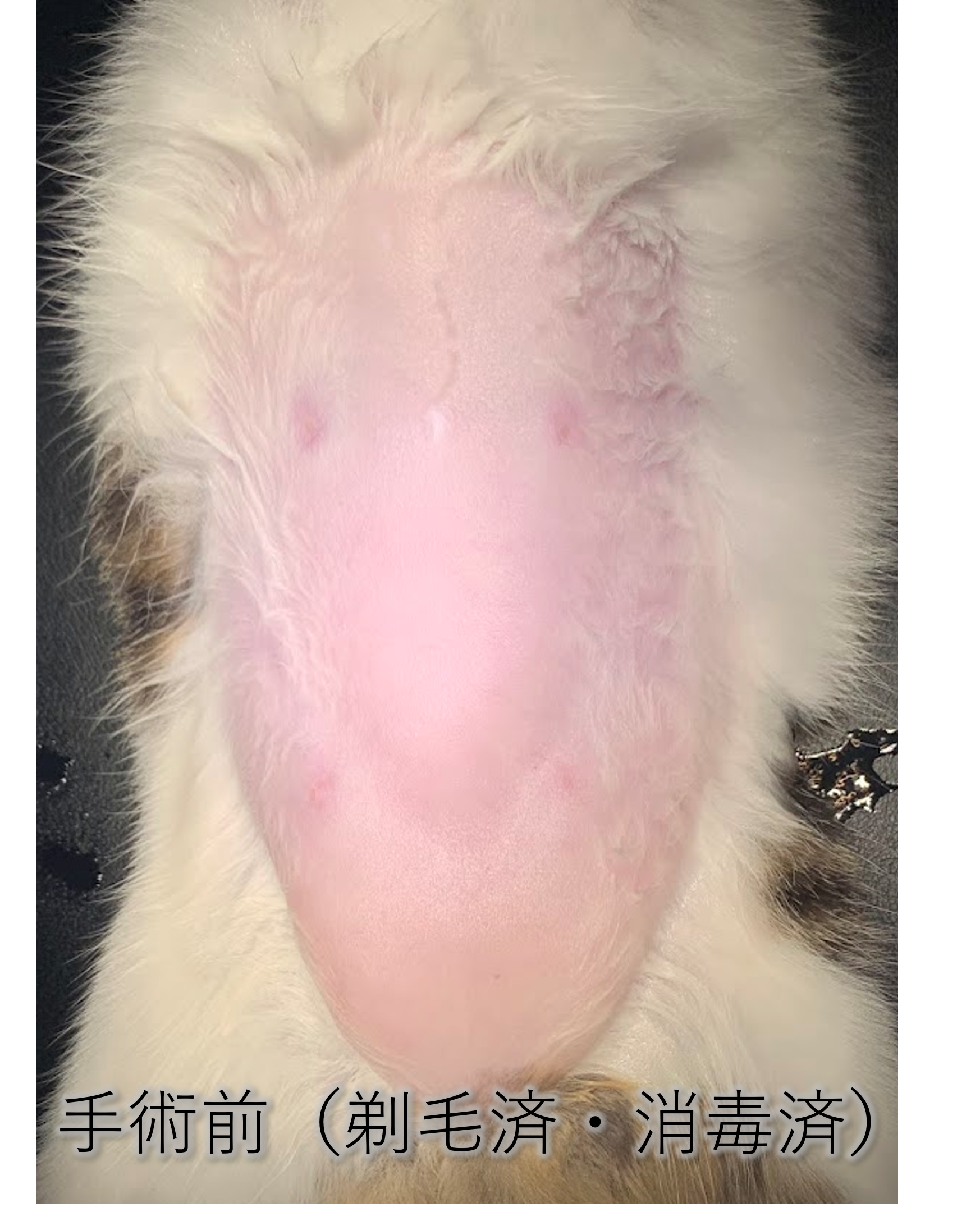 広島 犬 避妊 手術後