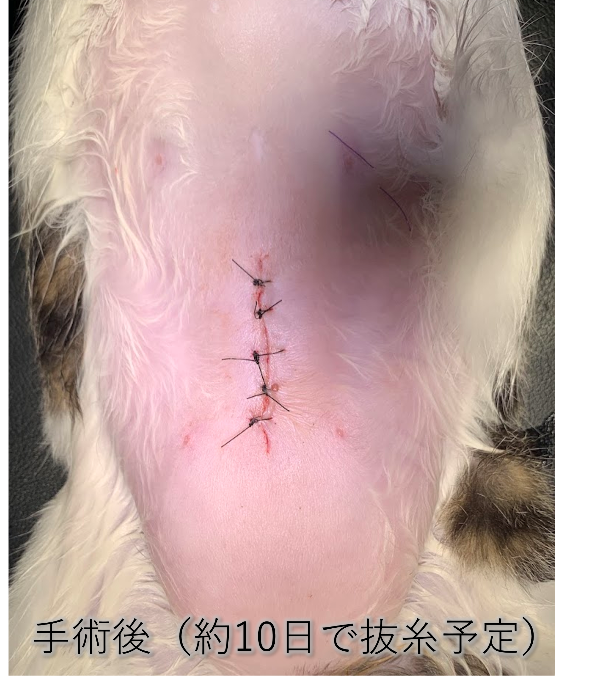 広島 犬 避妊 手術前