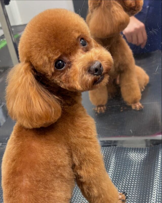 プードルの男の子🐩
目元が涙で濡れやすい為衛生面を保つためスッキリ目に仕上げています✂️
それにしても振り向きショット上手に撮らせてくれるね😉

#広島#広島市#東区#温品#動物病院#犬#猫#ウサギ#ハムスター#ペット#ホテル#トリミング#シャンプー#カット#ハーブパック#ましゅまろはちみつ泡パック#アーユルヴェーダ#インスタグラム#konomi動物病院#夜間対応#送迎対応#オゾンシャワー#炭酸泉#プードル