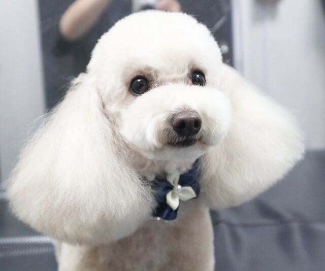 プードルの男の子✂️
子犬の頃からカットさせて頂いており、トリミング歴ははや５年…時間の流れは早いものですね🙂‍↕️
施術後のお楽しみ、お昼ご飯もしっかり完食です🍴

#広島#広島市#東区#温品#動物病院#犬#猫#ウサギ#ハムスター#ペット#ホテル#トリミング#シャンプー#カット#ハーブパック#ましゅまろはちみつ泡パック#アーユルヴェーダ#インスタグラム#konomi動物病院#夜間対応#送迎対応#オゾンシャワー#炭酸泉#プードル