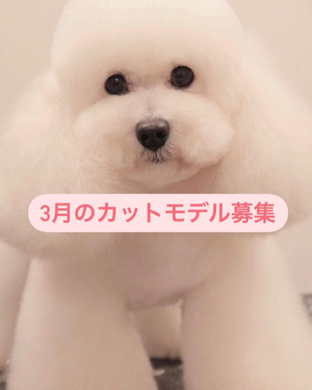「新人トリマー勉強の為カットモデルにご協力頂けるワンちゃんを募集致します」
以下必ずご確認下さい。
↓↓↓

●募集条件
・長時間預かり可能（火曜の12時30〜夕方迄、又は土曜の午前中〜夕方迄）
・全犬種対応可（大型犬不可）
・シャンプー、シャンプーカットコース対応
・ご新規様、リピーター様可能（以前もカットモデルでご利用いただいた方も再度可能です。）
・10歳までの体調に問題がない子
●期間
3月実施日は８日（土）、11（火）、15（土）、18（火）、29（土）となります。
（一日の頭数に限りがございます）
●料金
通常トリミング価格の半額
（オプションや毛玉などの追加料金は定価）
●注意事項
・新人スタッフトレーニングの為、カットの仕上がりにご満足頂けない場合がありますことをご了承下さいませ。（お直しはできかねる場合がございます）
・SNSに掲載させていただく場合がございます。
－掲載不可の方は事前にお申し付けください－
・デザインカットは対応不可。
●お問い合わせ
InstagramのＤＭまたは当院のお電話にてお問い合わせ下さい。
tel:082-516-8030