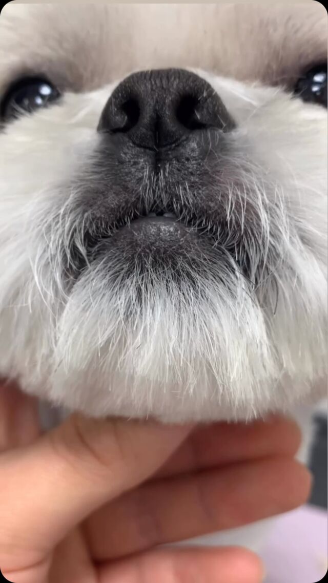 .
トリミングのお客様🐕
いつもありがとうございます⭐️

#konomi動物病院
#トリミング#MIXカット
