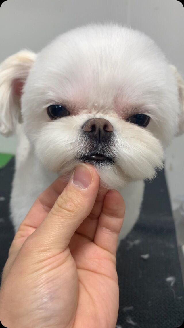 .
トリミングのお客様です🐕

#konomi動物病院
#MIXカット#トリミング