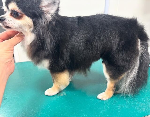 トリミングのお客様🐶
ロングコートチワワの男の子♂
シャンプーコースとお尻をすっきりカットしました😌
抜け毛が増えてゆく子達を見ると季節の変わり目、桜の開花より先に春の訪れを感じます🤣

#広島#広島市#東区#温品#動物病院#犬#猫#ウサギ#ハムスター#ペット#ホテル#トリミング#シャンプー#カット#ハーブパック#ましゅまろはちみつ泡パック#アーユルヴェーダ#インスタグラム#konomi動物病院#夜間対応#送迎対応#オゾンシャワー#炭酸泉#プードル