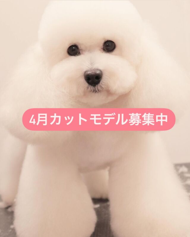 4月より新しくトリマーが加わりました😊
その為、
「新人トリマー勉強の為カットモデルにご協力頂けるワンちゃんを募集致します」
以下必ずご確認下さい。
（前回までの募集で3回の上限に達していた子もリセットになりますので、ご利用可能となります😌）
↓↓↓

●募集条件
・長時間預かり可能（火曜の12時30〜夕方迄、又は土曜の午前中〜夕方迄）
・全犬種対応可（大型犬不可）
・シャンプー、シャンプーカットコース対応
・ご新規様、リピーター様可能（以前もカットモデルでご利用いただいた方も再度可能です。）
・10歳までの体調に問題がない子
●期間
4月実施日は15（火）、22（火）、26（土）、29（火）となります。
（一日の頭数に限りがございます）
●料金
通常トリミング価格の半額
（オプションや毛玉などの追加料金は定価）
●注意事項
・新人スタッフトレーニングの為、カットの仕上がりにご満足頂けない場合がありますことをご了承下さいませ。（お直しはできかねる場合がございます）
・SNSに掲載させていただく場合がございます。
－掲載不可の方は事前にお申し付けください－
・デザインカットは対応不可。
●お問い合わせ
InstagramのＤＭまたは当院のお電話にてお問い合わせ下さい。
tel:082-516-8030