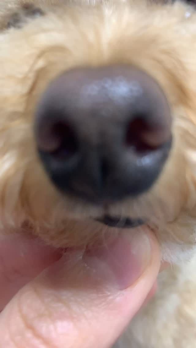 .
トリミングのお客様🐕
まん丸に仕上がり、とても可愛くなりました⭐️
またのご利用お待ちしております😊

#konomi動物病院 
#トリミング 
#プードルカット