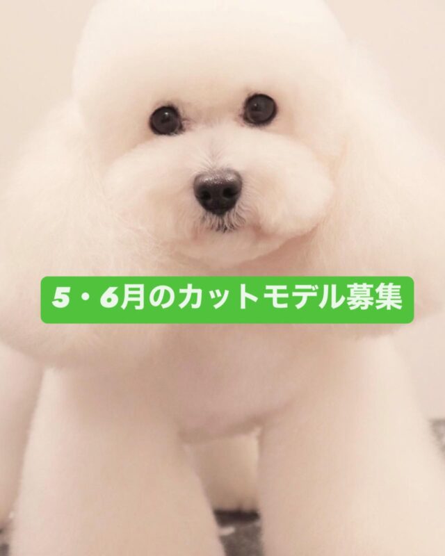 4月より新しくトリマーが加わりました😊
その為、
「新人トリマー勉強の為カットモデルにご協力頂けるワンちゃんを募集致します」
以下必ずご確認下さい。
（3月までの募集で3回の上限に達していた子もリセットになりますので、ご利用可能となります😌）
↓↓↓

●募集条件
・長時間預かり可能（火曜の12時30〜夕方迄、又は土曜の午前中〜夕方迄）
・全犬種対応可（大型犬不可）
・シャンプー、シャンプーカットコース対応
・ご新規様、リピーター様可能（以前もカットモデルでご利用いただいた方も再度可能です。）
・10歳までの体調に問題がない子
●期間
5月実施日は13（火）、20（火）、27（土）

6月実施日は3（火）、7（土）、10（火）、17（火）、21（土）、24（火）
となります。
（一日の頭数に限りがございます）
●料金
通常トリミング価格の半額
（オプションや毛玉などの追加料金は定価）
●注意事項
・新人スタッフトレーニングの為、カットの仕上がりにご満足頂けない場合がありますことをご了承下さいませ。（お直しはできかねる場合がございます）
・SNSに掲載させていただく場合がございます。
－掲載不可の方は事前にお申し付けください－
・デザインカットは対応不可。
●お問い合わせ
InstagramのＤＭまたは当院のお電話にてお問い合わせ下さい。
tel:082-516-8030