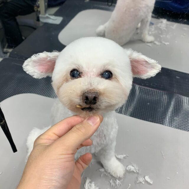 .
トリミングのお客様です🐕

眠い中最後まで頑張ってくれました💤
口周り、目周りをできるだけスッキリさせ
お手入れがしやすいようカットさせていただきました✂️

#konomi動物病院 
#トリミング
#プードルカット
#ベアカット
