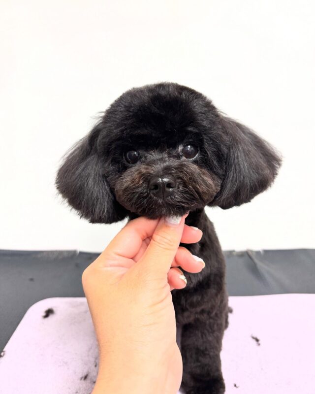 トリミングのお客様🐶
マルプーの女の子、フケが気になるとの事で保湿性のハーブと皮膚ケアに特化したハーブをブレンドして使用してみました。フケが落ち着いてくれると嬉しいです☺️

#広島#広島市#東区#温品#動物病院#犬#猫#ウサギ#ハムスター#ペット#ホテル#トリミング#シャンプー#カット#ハーブパック#ましゅまろはちみつ泡パック#アーユルヴェーダ#インスタグラム#konomi動物病院#夜間対応#送迎対応#オゾンシャワー#炭酸泉#プードル