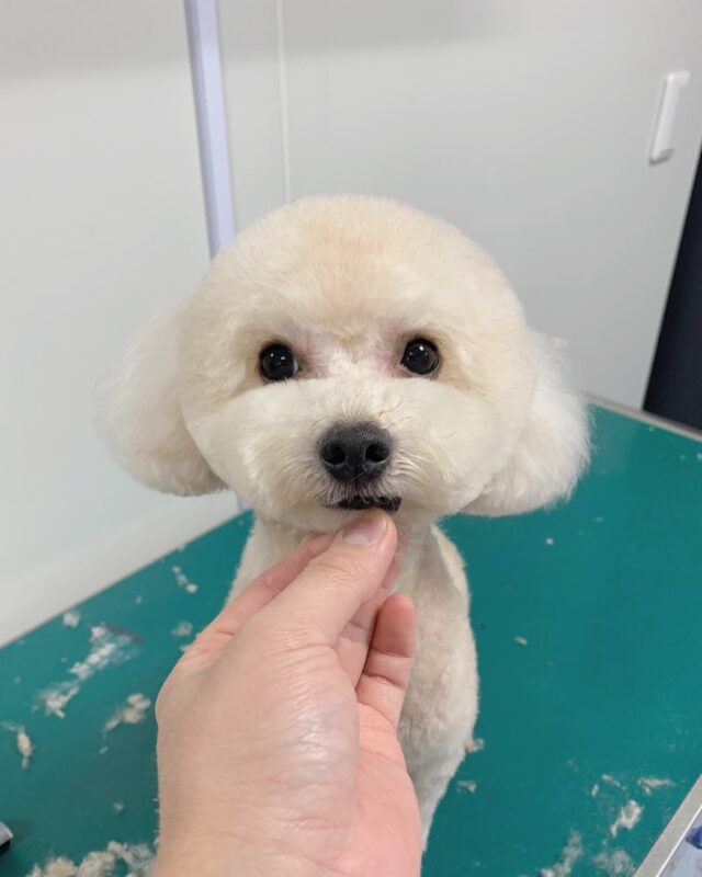 .
トリミングのご利用ありがとうございます🐕

まん丸に仕上げる事ができ、
とても可愛くなりました⭐️
またのご利用お待ちしております😌

#konomi動物病院
#トリミング
#プードルカット
#ベアカット
