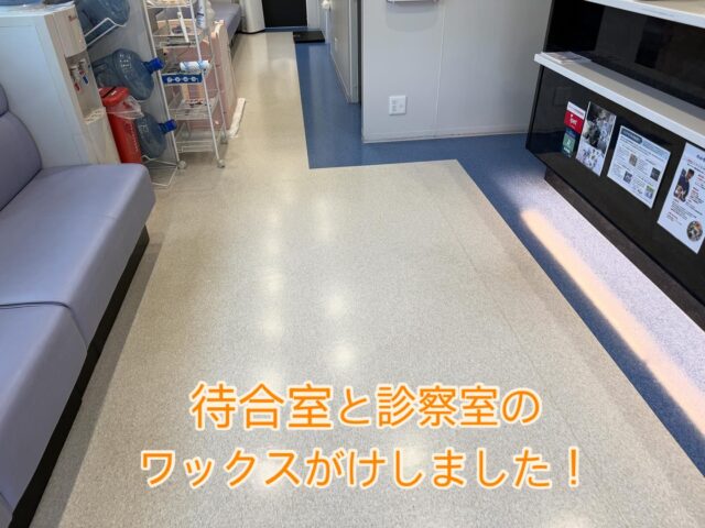 konomi動物病院 栗尾です。
待合室と診察室の床の汚れや傷が気になっていたのですが、床のワックスがけなどをしました。
しっかりキレイになっていて、清潔感が出ています。
予防シーズンで多くの飼い主様に来院をいただいております。
今後ともよろしくお願いします。

#konomi動物病院
#このみ動物病院
#動物病院
#犬の病院
#猫の病院
#ペットの病院
#トリミング
#ペットホテル