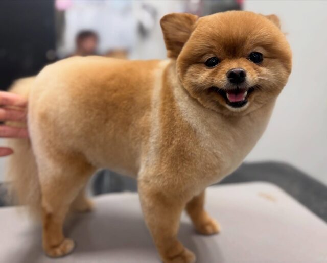 トリミングのお客様🐶
体をハサミでカットし、顔を丸く仕上げつつ耳の後ろ等毛玉になりやすい部分はスッキリ目になりました✂️
構って欲しい時は圧が中々強い女の子です☺️

#konomi動物病院
#このみ動物病院
#動物病院
#犬の病院
#猫の病院
#ペットの病院
#トリミング
#ペットホテル