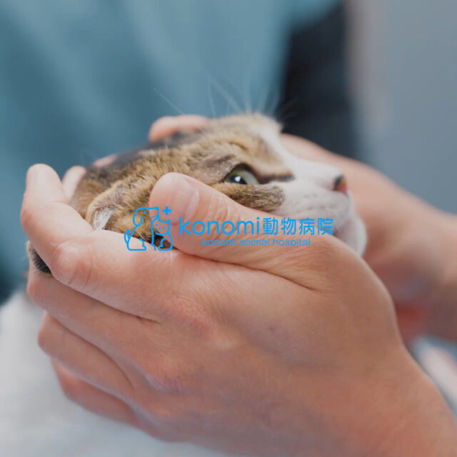 広島でペットのことならkonomi動物病院にお任せ下さい。
日曜祝日も診察しており、いざという時に安心して任せられる施設になっています。
トリミングやペットホテルも併設しており、日常ケアから、一次診療、そして、二次診療の内容まで対応が可能です。
時間外診察にも随時対応しています。

konomi動物病院
広島市東区温品５－２－４

#konomi動物病院 #トリミング #動物病院 #ペットホテル #このみ動物病院 #猫 #広島市 #犬の病院 #猫の病院